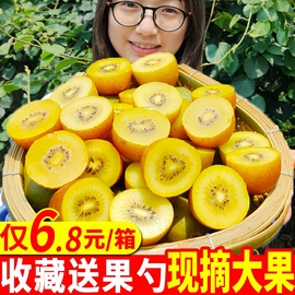 四川浦江一级黄心猕猴桃新鲜5斤大果水果奇异果泥弥猴桃翠香