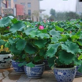 水生荷花苗食用莲藕根苗水缸，盆栽大型莲花藕，观赏水培水养池塘荷叶