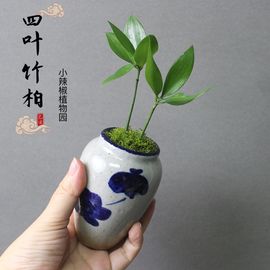 耐阴室内办公室电脑桌上微型迷你小绿植，植物小盆景盆栽四季可水培