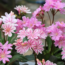 露薇花花籽花种子，琉维草露微花盆栽阳台庭院，窗台四季开花易种