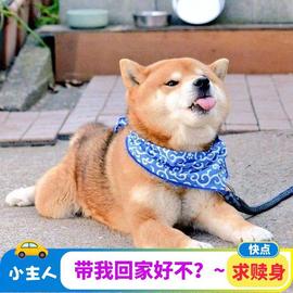 今日柴犬幼犬养殖黑色豆柴幼崽小狗宝宝秋田犬狗柴犬