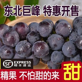 现摘巨峰葡萄东北辽宁新鲜水果5斤整箱当季大果孕妇黑提无籽