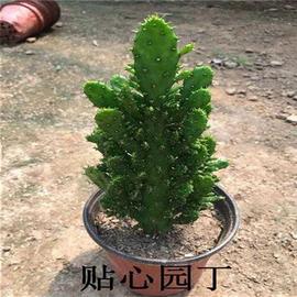 极速室内阳台绿植花卉防辐射仙人掌类千佛手多肉植物千手观音盆栽