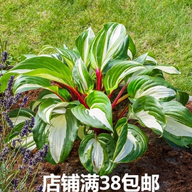 玉簪目前已开始发芽链接多年生宿根耐阴观叶，植物10cm盆栽苗