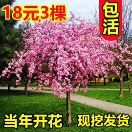 日本樱花树苗庭院种植风景，树嫁接大花苗，盆栽室外别墅四季好养耐寒