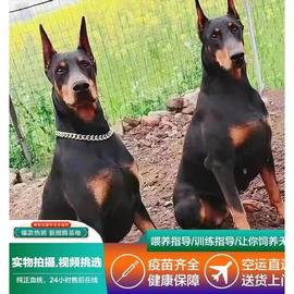 杜宾幼犬双血统美系杜宾纯种德系赛级护卫犬猎犬迷你杜宾犬宠物狗