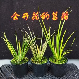 微型盆景菖蒲草金钱黄金极姬贵船苔蝉小川室内水培好养绿植物附石