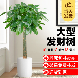 发财树客厅大型盆栽绿植室内办公室招财树盆景吸甲醛乔迁开业植物