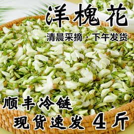 2024新鲜洋槐花4斤野菜应当季时令蔬菜农家野生净菜刺槐树花骨朵