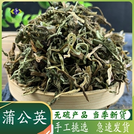 蒲公英500克g新鲜蒲公英干泡茶婆婆丁非野生中药材免费磨蒲公英粉