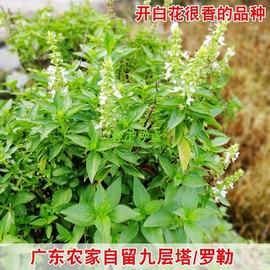 九层塔种子白花大叶罗勒种子盆栽，食用蔬菜香草，金不换阳台庭院植物