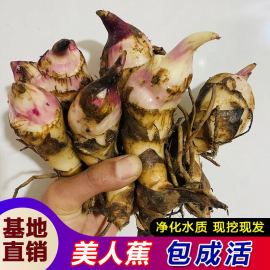 美人蕉种球水生花卉盆栽，室外庭院地栽植物花苗带芽根茎多年生净化