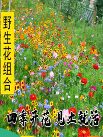 野花组合种子多年生四季播种开花不断波斯菊格桑花百日草易活籽孑