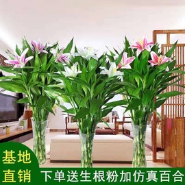 富贵竹加仿真百合水培植物转运竹水养绿植盆栽花卉室内发财树绿萝