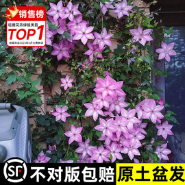 乌托邦铁线莲重瓣小苗三类爬藤植物室内鲜花花卉绿植盆栽四季开花