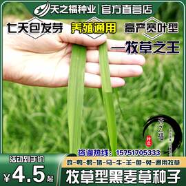 黑麦草种籽子种进口耐寒多年生畜牧，养殖鸡鸭鹅牛羊，鱼冬牧70草种子