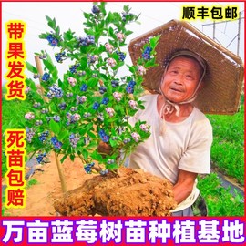 蓝莓树果苗带花苞蓝莓苗南北方种植兔眼特大阳台盆栽树苗当年结果