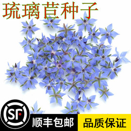 琉璃苣种子星星花种子草本芳香蜜源香草植物种子春播易活花卉种子