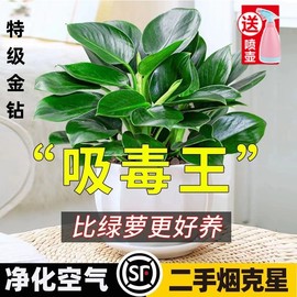 金钻盆栽绿萝箩室内植物花卉，水培绿植客厅好养多肉新房吸除去甲醛