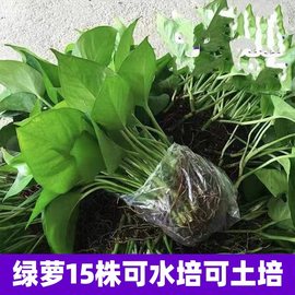 绿萝水培植物盆栽水生水养绿箩不要盆室内除甲醛，吊兰好养四季花卉