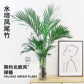 富贵竹水培植物散尾葵绿植室内大盆栽大型客厅，花卉凤尾竹富贵椰子