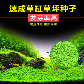 水草种子牛毛草迷你对叶爬地矮珍珠速成草坪，鱼缸造景套餐草缸草籽