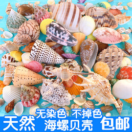 天然海螺贝壳海星地台鱼缸造景装饰寄居蟹儿童手工diy漂流瓶