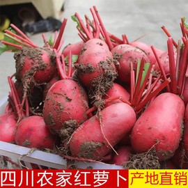 四川农家新鲜红皮萝卜现挖现发大萝卜蔬菜红皮白心泡菜萝卜