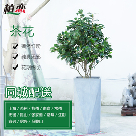 茶花　室外开花植物茶花山茶花带花苞　绿植花卉盆栽盆景苏州无锡