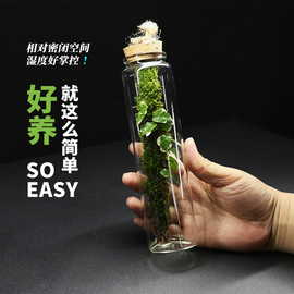 蕨醒丨花叶薜荔苔藓微景观生态瓶懒人好养桌面创意盆景盆栽植物