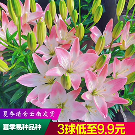 夏季必种爆盆开花进口亚百LA系百合花种球花种子包对版2件