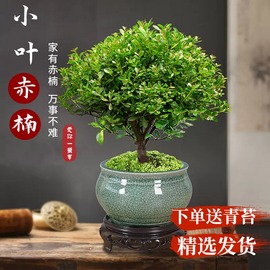 小叶赤楠老桩盆景苗，植物花卉微景观水培庭院，阳台好养四季常青盆栽