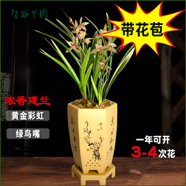 浓香兰花建兰四季兰开花神器金边黄金彩(黄金彩)虹带花苞金荷小桃红花卉