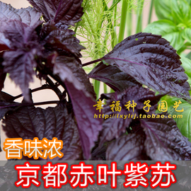 日本红紫苏种子赤紫苏子叶香紫苏家庭阳台种植食用香药草种子
