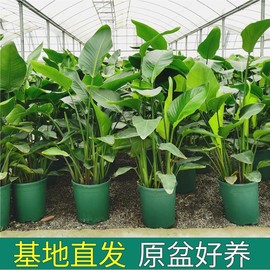 天堂鸟盆栽客厅室内好养大型花卉绿植办公室，轻奢绿色植物鹤望兰