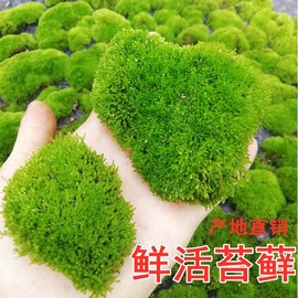 现採鲜活苔藓 微景观假山造景盆栽水陆缸DIY迷你植物草皮青苔