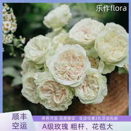 稀有玫瑰花鲜花云南直发奶茶，奥斯汀桥边之约任意2扎