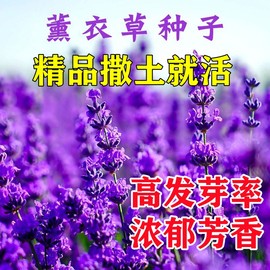 薰衣草种子孑籽花苗花籽见土就活的花南方四季室外多年生花种庭院