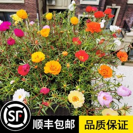 太阳花种子重瓣半枝莲花卉种子春播混色草花种子松叶牡丹种子