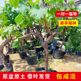 带土带叶葡萄无籽爬藤树苖南方北方庭院种植阳光玫瑰巨峰盆栽地栽