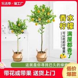 香水柠檬树盆栽绿植大型室内客厅阳台四季开花植物好养水培庭院