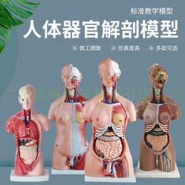 人体解剖模型器官可拆卸医学，教学心脏内脏模型，玩具躯干系统结构图