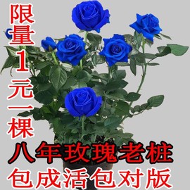 正宗玫瑰花苗盆栽15元3棵5年浓香观花植物月季蔷薇，四季开花易成活(易成活)