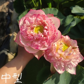 雨落花台/新紫瑞  真大中型荷花碗莲睡莲种子藕盆栽水培水生花卉