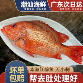 红棕鱼海鱼海捕冷冻潮汕海鲜水产一条约1斤左右新鲜红鱼