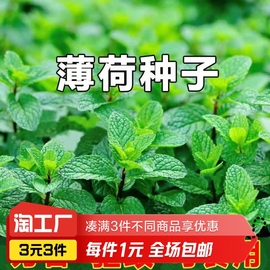 薄荷种籽子可食用四季播种香水，留兰香猫薄荷，种孑阳台盆栽蔬菜种子