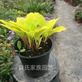 玉簪庭院阳台夏季花苗宿根植物多年生办公室绿植盆栽耐养