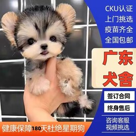 广州犬舍约克夏幼犬纯种活体犬宠物狗，小体金头银(金头银)背赛级茶杯狗