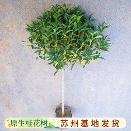 桂花树苗四季桂大型花卉八月庭院原生高杆金丹天香台阁沉香地盆栽