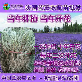 新疆法国蓝薰衣草苗花苗，狭叶薰衣草地，栽盆栽苗阳台绿植庭院花卉苗